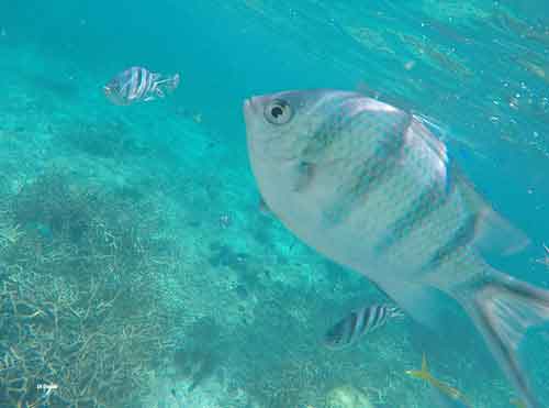 Stunning water and gorgeous varities of fish on the reefs off Tioman Island